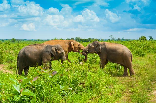 探寻自然秘境,野象群的和谐共生与最新动态