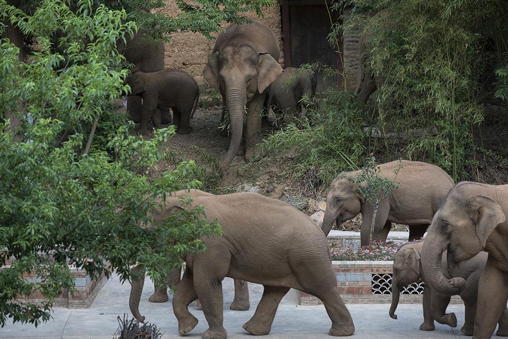 探寻自然秘境,野象群的和谐共生与最新动态