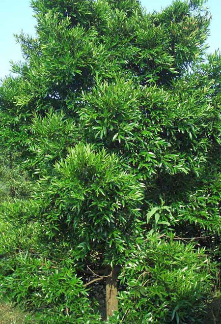 竹柏最新价格信息汇总