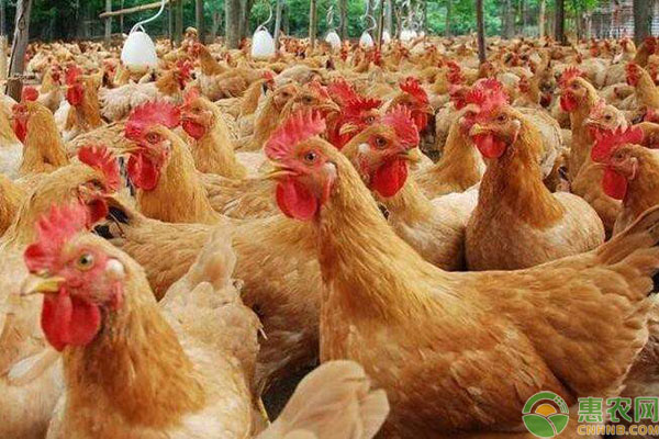 今天肉毛鸡价格行情，智能时代养鸡新体验探索