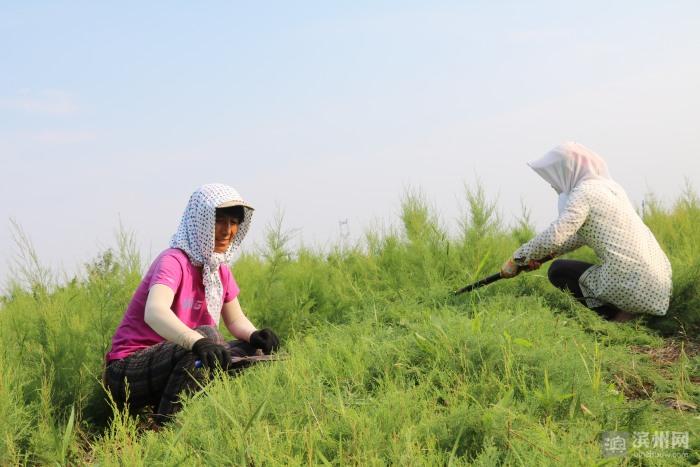 园林绿化 第239页