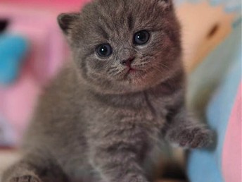 短毛猫价格详解，猫咪价格因素全面解析，一只短毛猫究竟多少钱？