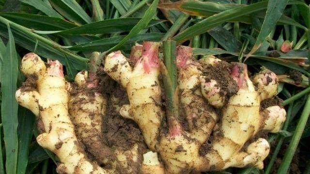 生姜最新价格及分析概览