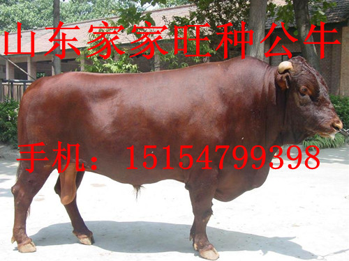 黄牛市场行情深度分析