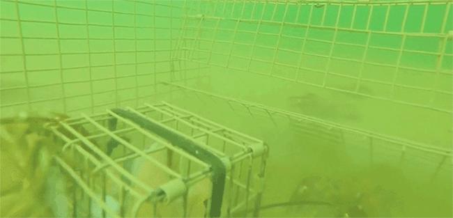 最新捕蟹动态，学习变化，自信捕获成功大蟹