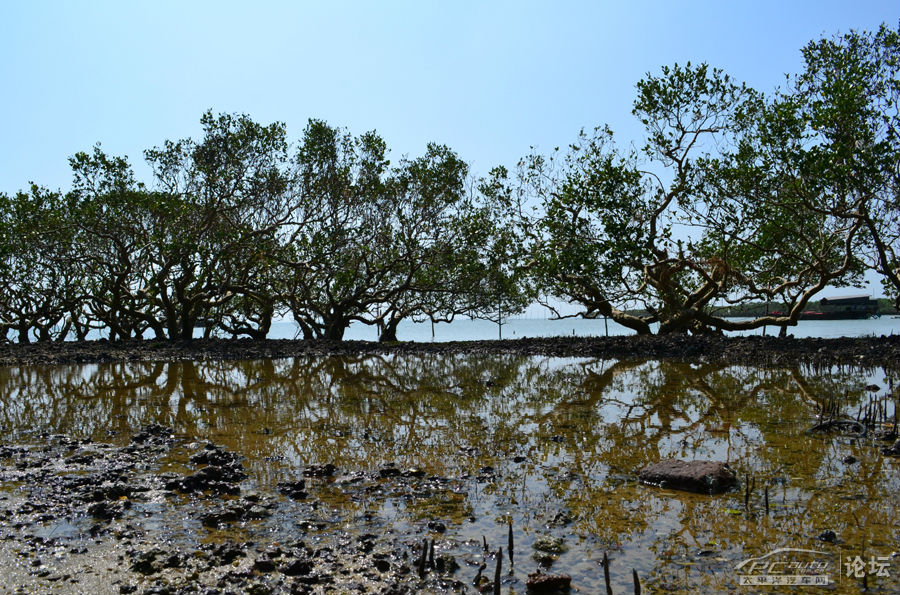 红树林最新登录地址，开启温馨的友情之旅