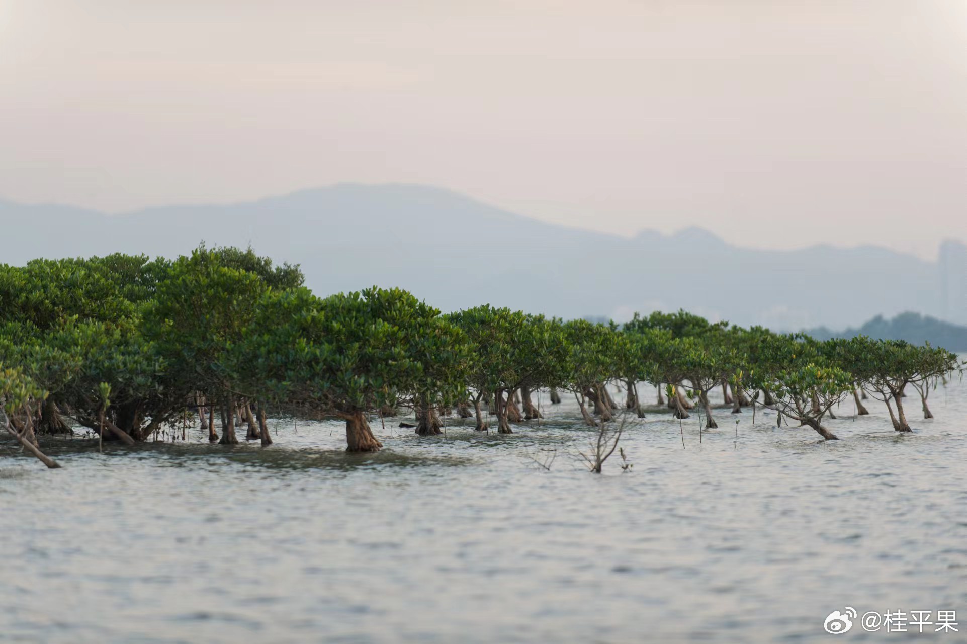红树林最新登录地址，开启温馨的友情之旅