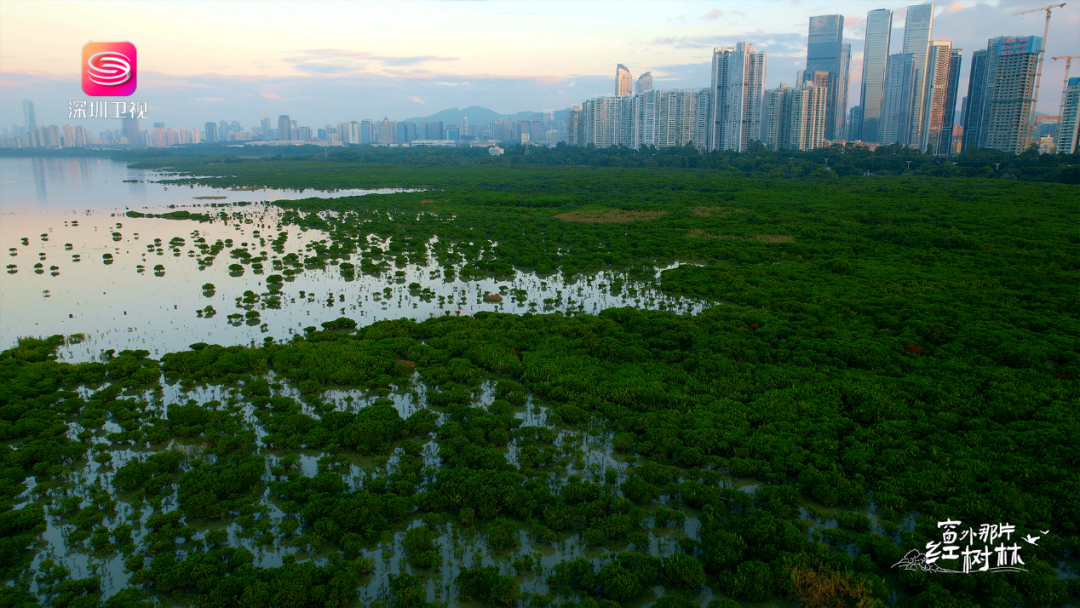 红树林最新登录地址，开启温馨的友情之旅