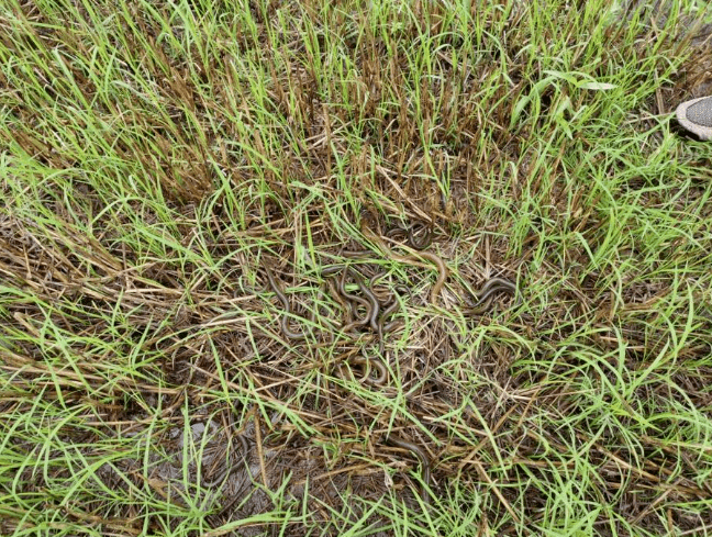 科技捕猎野生黄鳝，最新工具带来非凡体验