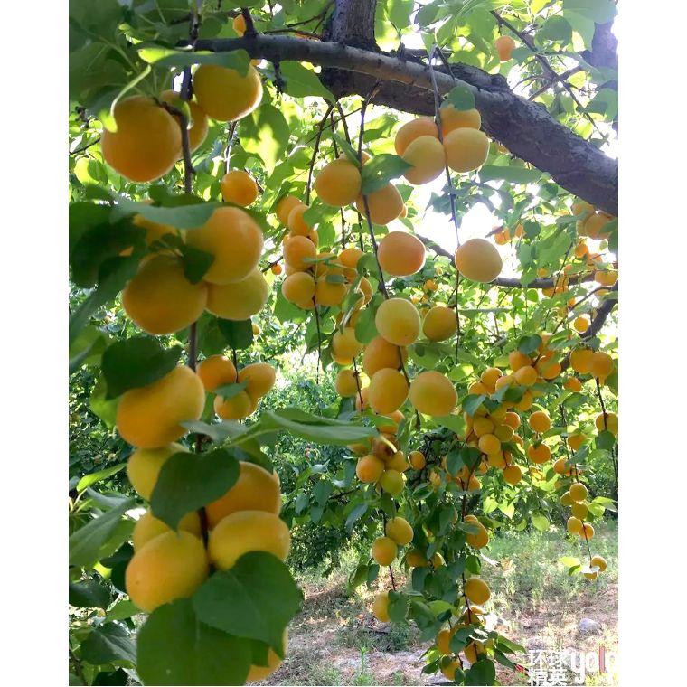 揭秘微杏app最新破解版,不可错过的应用体验!