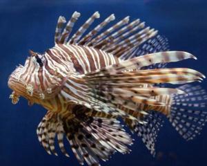 最新狮子鱼，海洋之美的独特魅力展现