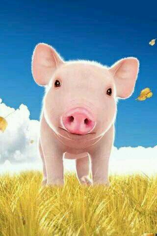 天天最新猪，多维解读与个人立场探讨