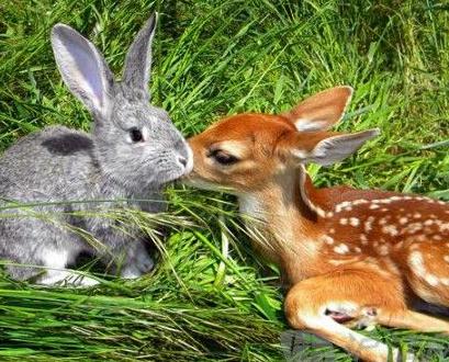 可可小猫最新动态引发流行文化热议