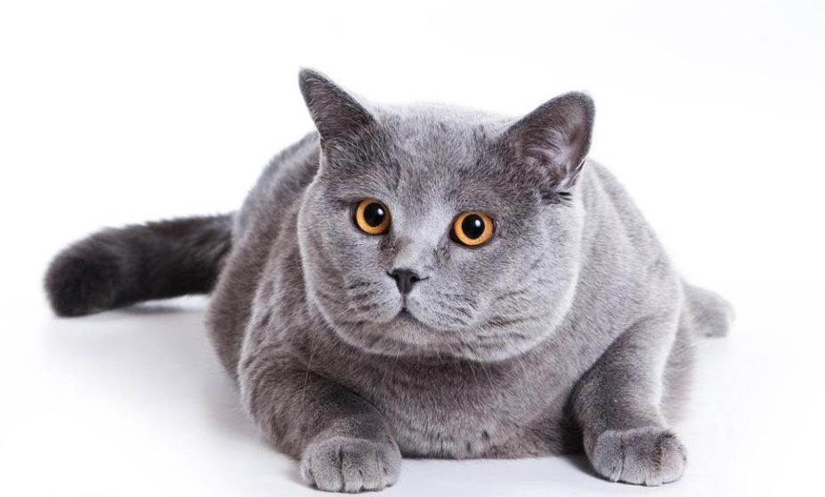 猫偲最新，时代浪潮中的崛起及其影响力